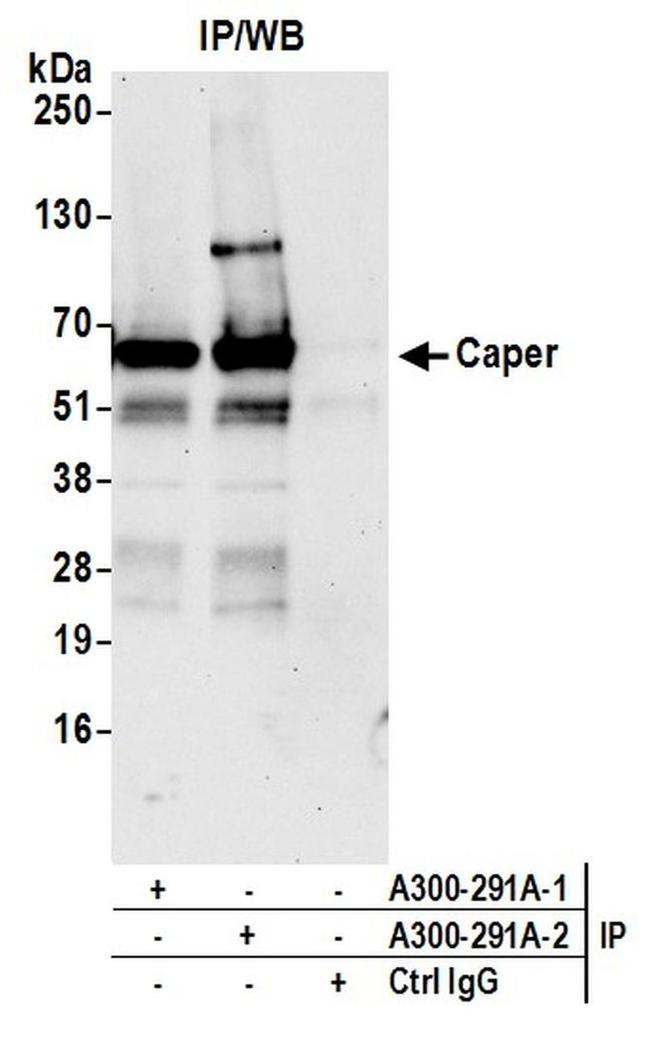 Caper Antibody in Western Blot (WB)