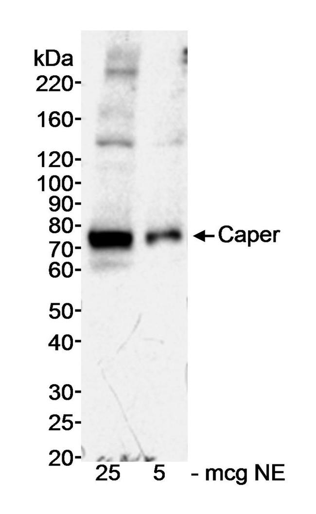 Caper Antibody in Western Blot (WB)