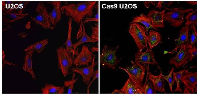 Cas9 Antibody in Immunocytochemistry (ICC/IF)