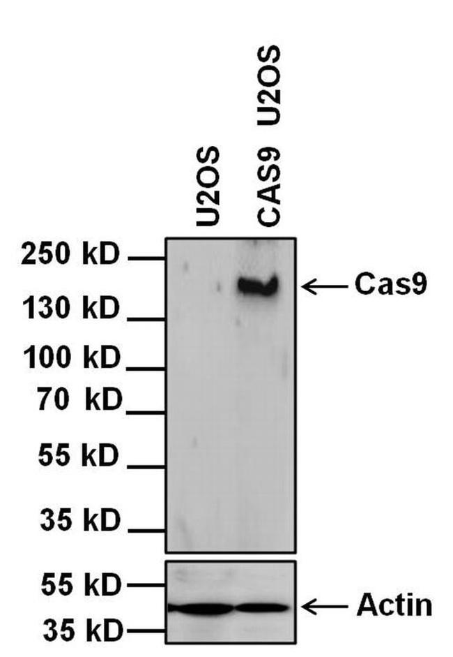 Cas9 Antibody in Western Blot (WB)