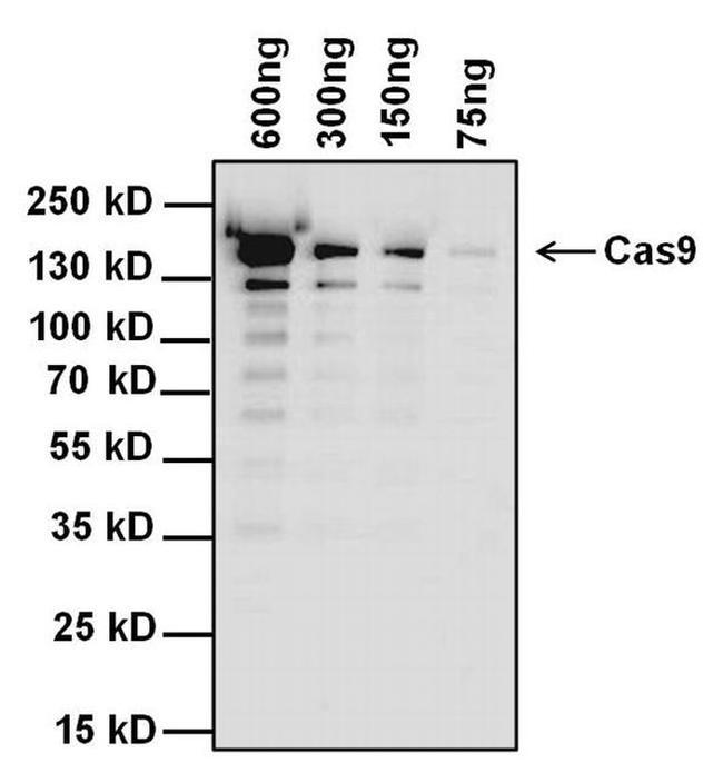 Cas9 Antibody in Western Blot (WB)