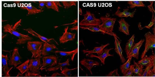 Cas9 Antibody in Immunocytochemistry (ICC/IF)