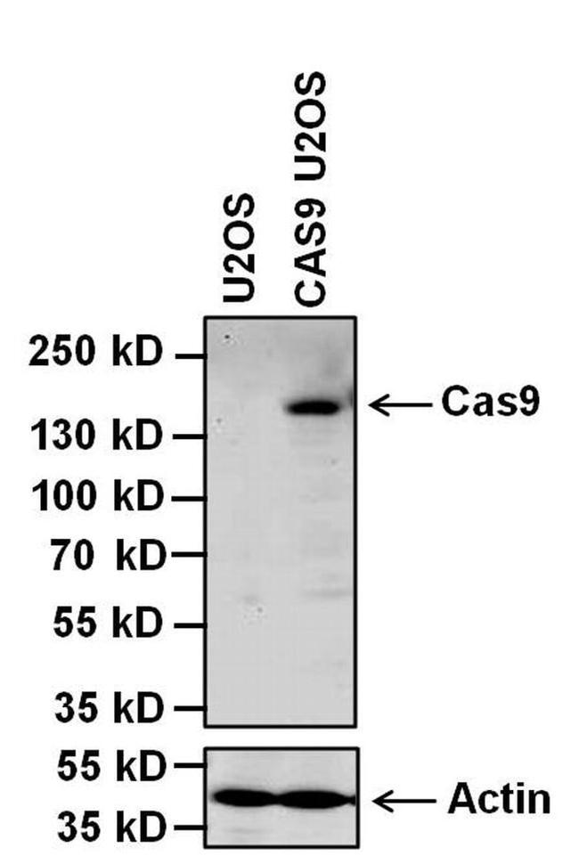 Cas9 Antibody in Western Blot (WB)