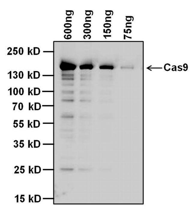 Cas9 Antibody in Western Blot (WB)