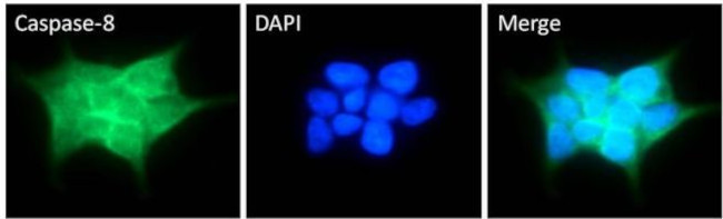 Caspase 8 Antibody in Immunocytochemistry (ICC/IF)