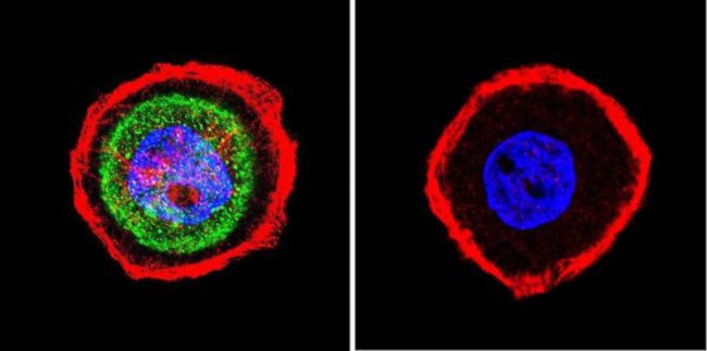 beta Catenin Antibody in Immunocytochemistry (ICC/IF)