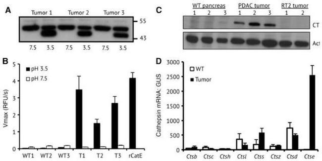 Cathepsin E Antibody in Western Blot (WB)