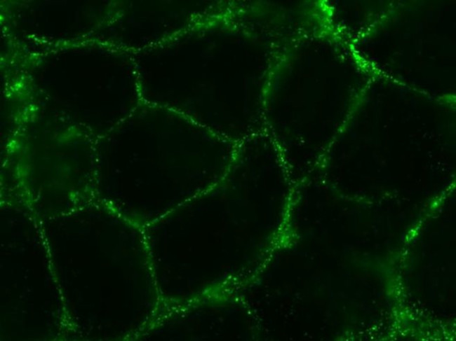 Caveolin 1 Antibody in Immunocytochemistry (ICC/IF)