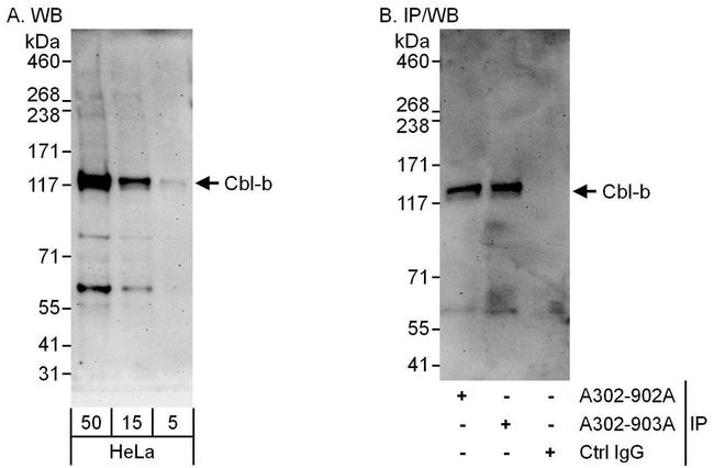 Cbl-b Antibody in Western Blot (WB)