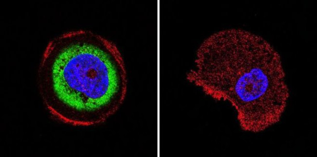 Cdc37 Antibody in Immunocytochemistry (ICC/IF)