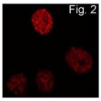 C/EBP beta Antibody in Immunocytochemistry (ICC/IF)