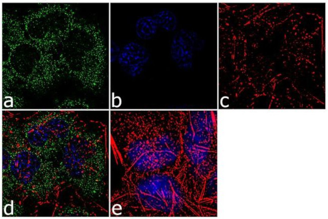 MEK3 Antibody in Immunocytochemistry (ICC/IF)