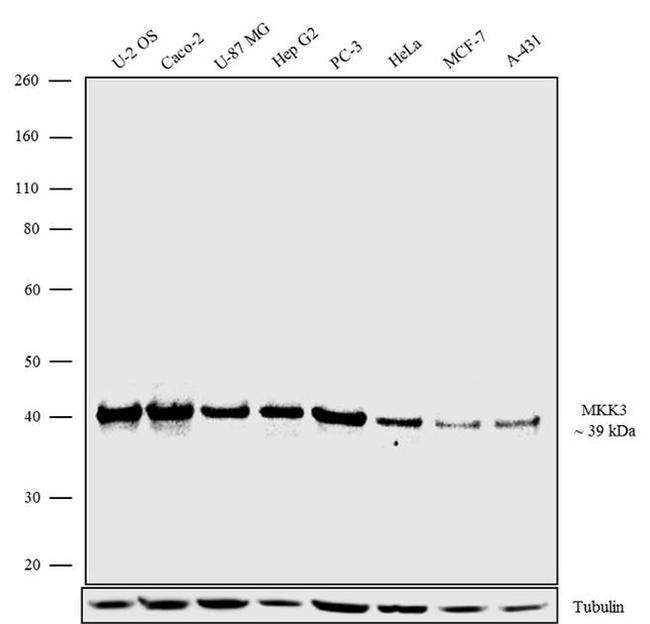 MEK3 Antibody in Western Blot (WB)