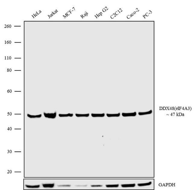 eIF4A3 Antibody in Western Blot (WB)