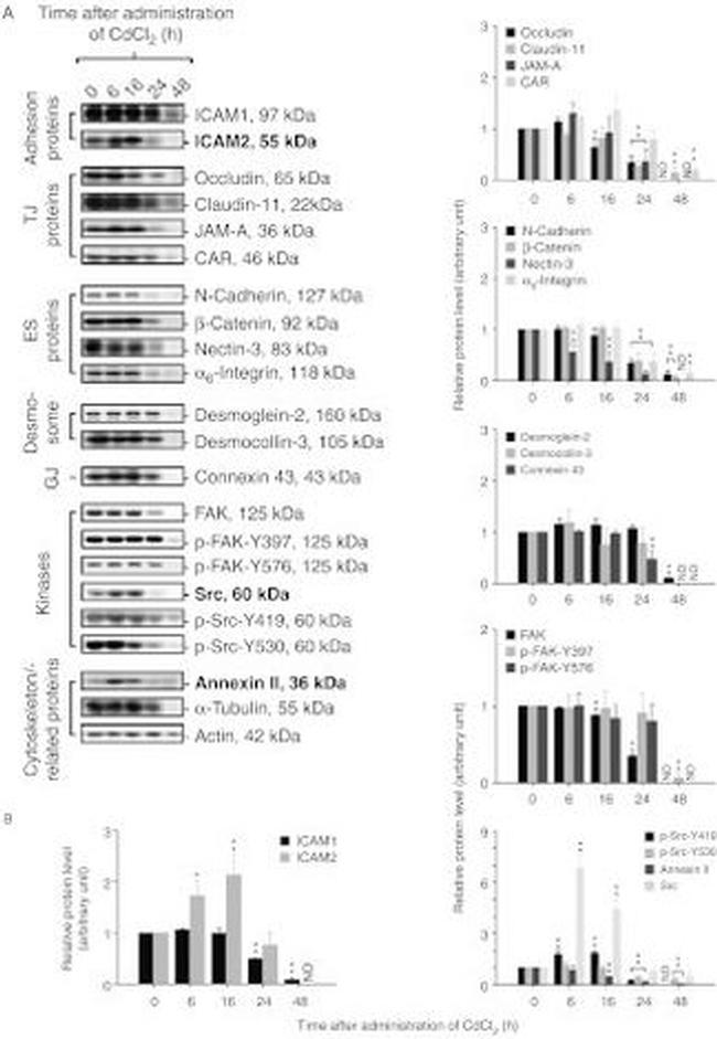 Claudin 11 Antibody in Western Blot (WB)