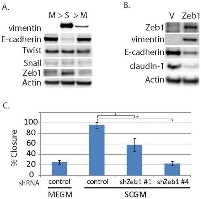 Claudin 1 Antibody in Western Blot (WB)