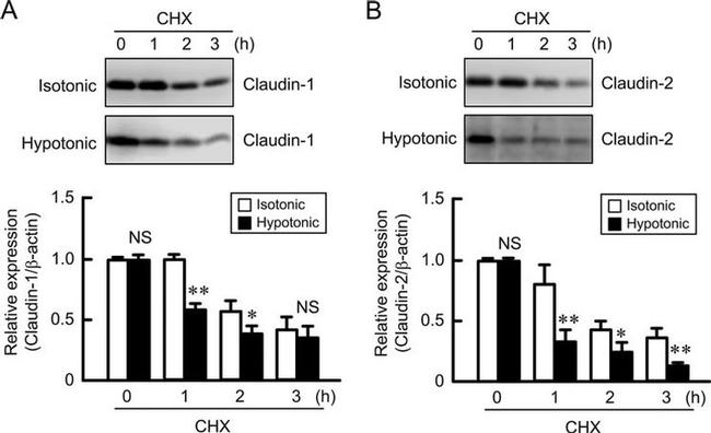 Claudin 1 Antibody in Western Blot (WB)