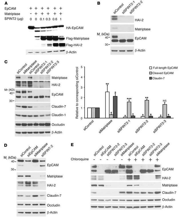 Claudin 1 Antibody in Western Blot (WB)