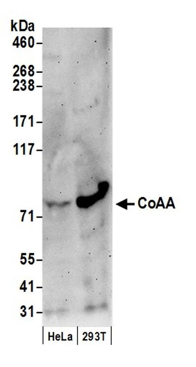 CoAA Antibody in Western Blot (WB)