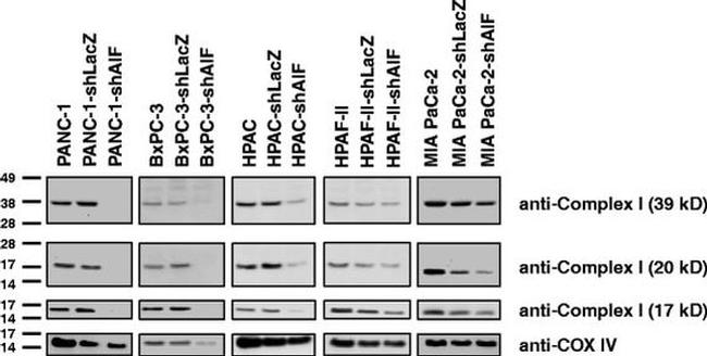 OxPhos Complex IV subunit IV Antibody in Western Blot (WB)