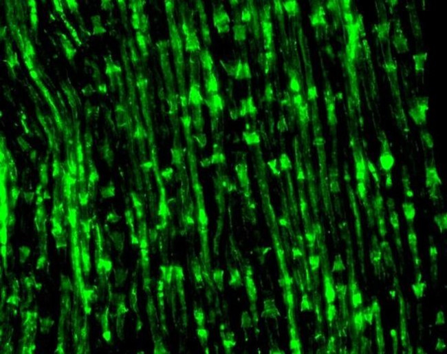 Connexin 29 Antibody in Immunohistochemistry (IHC)