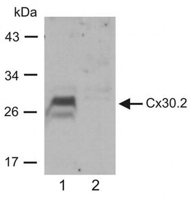 Connexin 30.2 Antibody in Western Blot (WB)