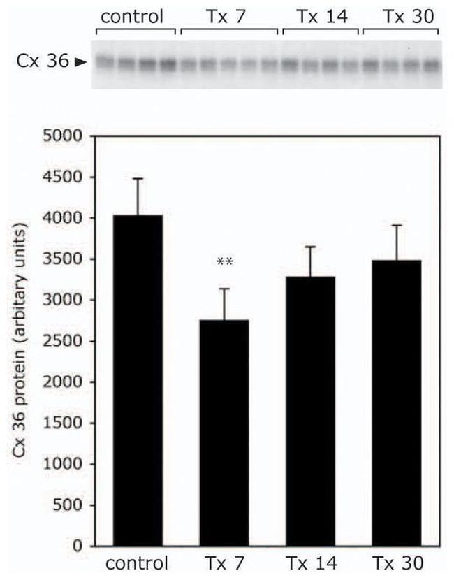 Connexin 36 Antibody in Immunoprecipitation (IP)