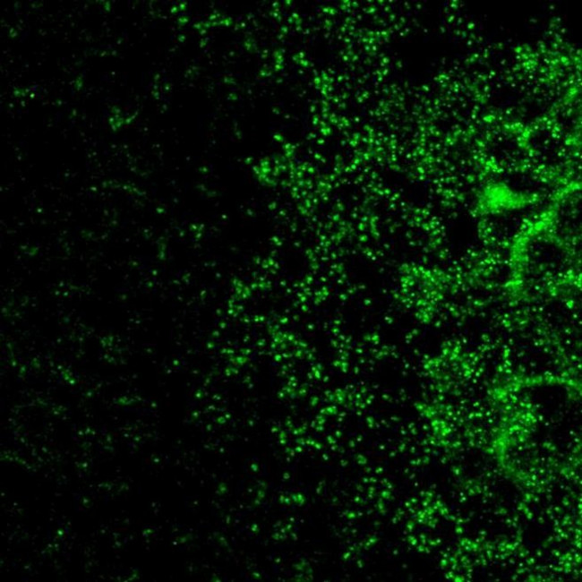 GJA10 Antibody in Immunohistochemistry (IHC)