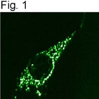 beta COP Antibody in Immunocytochemistry (ICC/IF)