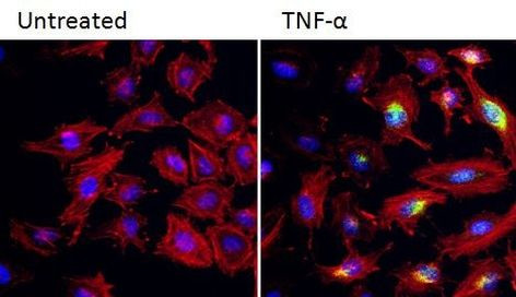 COX2 Antibody in Immunocytochemistry (ICC/IF)