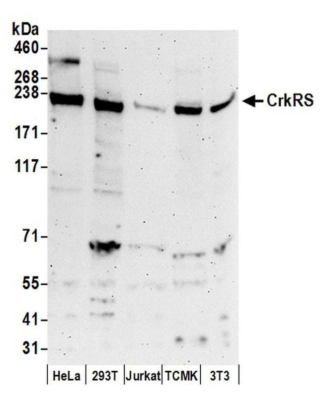 CrkRS Antibody in Western Blot (WB)