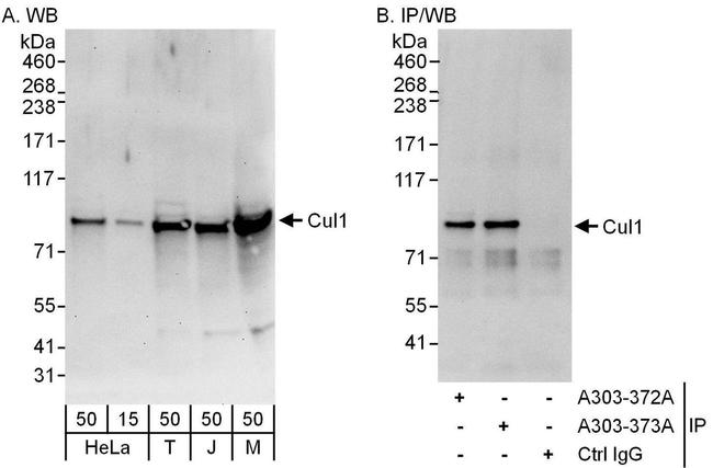 Cul1 Antibody in Western Blot (WB)