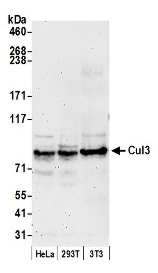 Cul3 Antibody in Western Blot (WB)