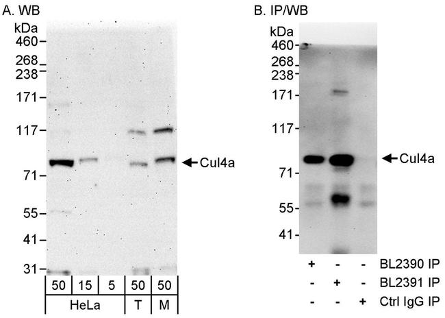 Cul4a Antibody in Western Blot (WB)