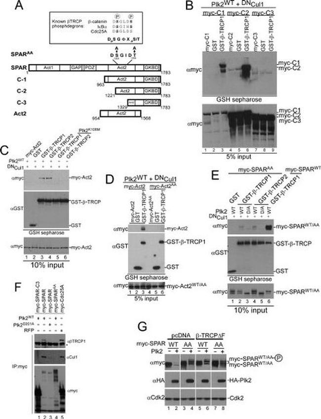 Cullin 1 Antibody in Western Blot (WB)