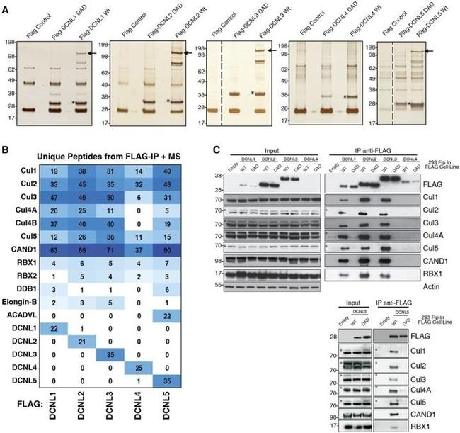 Cullin 1 Antibody in Western Blot (WB)