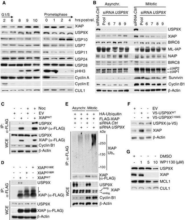 Cullin 1 Antibody in Western Blot (WB)