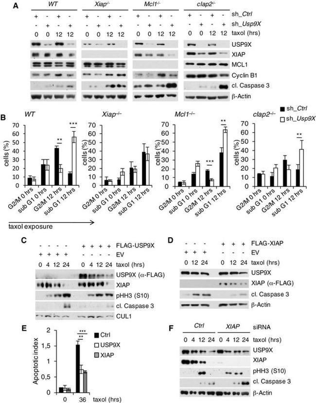 Cullin 1 Antibody in Western Blot (WB)