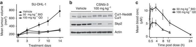 Cullin 1 Antibody in Western Blot (WB)