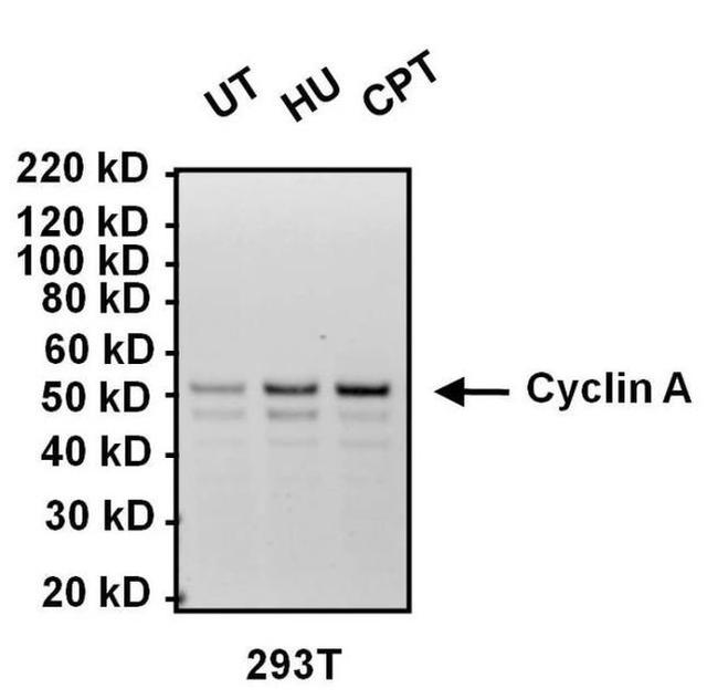 Cyclin A2 Antibody in Western Blot (WB)