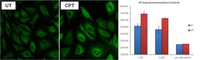 Cyclin B1 Antibody in Immunocytochemistry (ICC/IF)