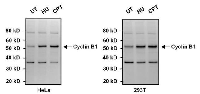 Cyclin B1 Antibody in Western Blot (WB)