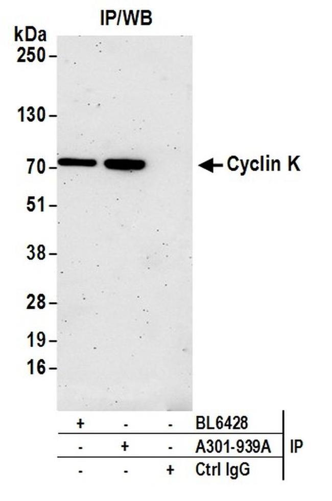 Cyclin K Antibody in Western Blot (WB)