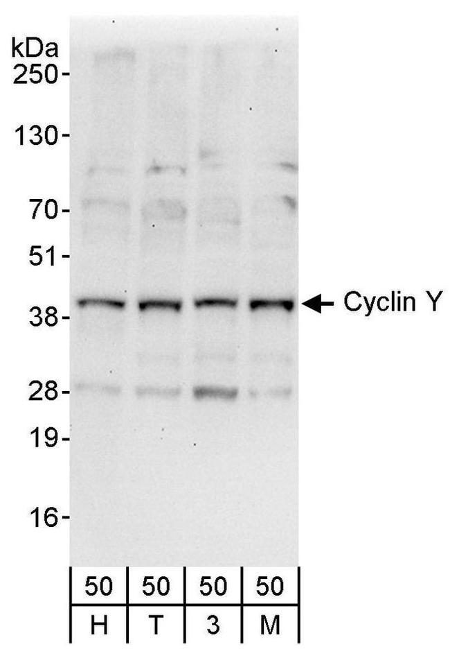 Cyclin Y Antibody in Western Blot (WB)