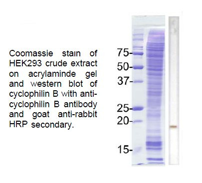 Cyclophilin B Antibody in Western Blot (WB)