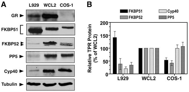 Cyclophilin 40 Antibody in Western Blot (WB)