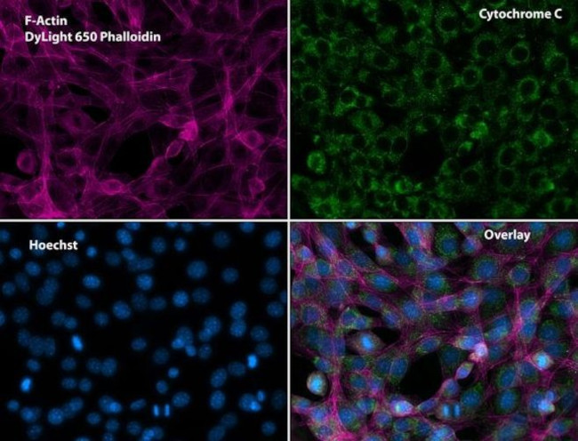 Cytochrome C Antibody in Immunocytochemistry (ICC/IF)