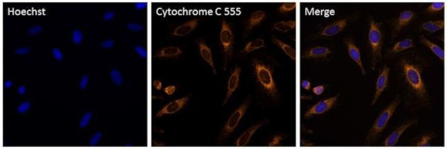 Cytochrome C Antibody in Immunocytochemistry (ICC/IF)