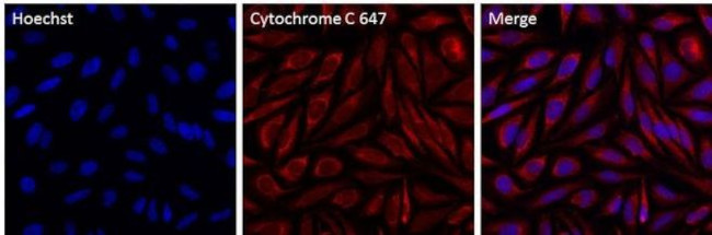 Cytochrome C Antibody in Immunocytochemistry (ICC/IF)