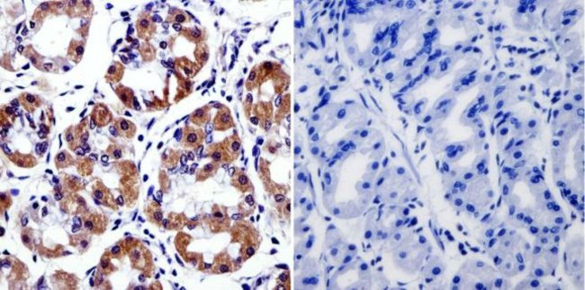 Cytohesin 2 Antibody in Immunohistochemistry (Paraffin) (IHC (P))